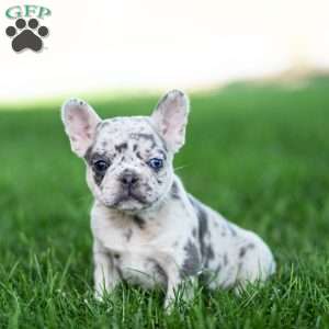 Midnite, French Bulldog Puppy